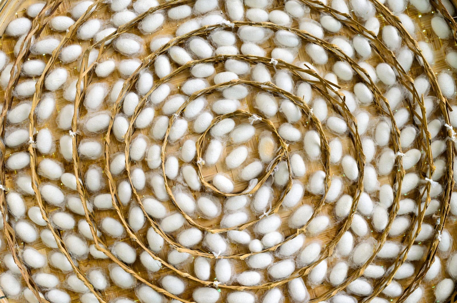 silk cocoons